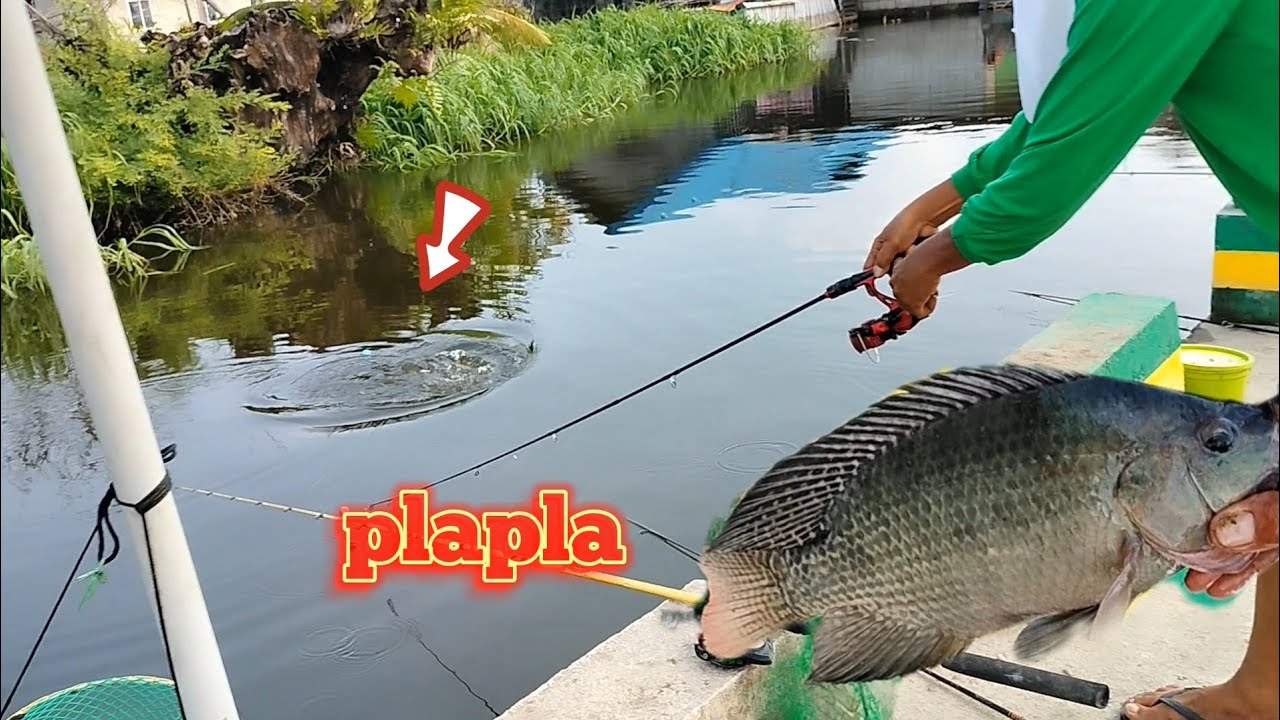 Grabe tilapia dito sa spot malalaki plapla #fishing hunting
