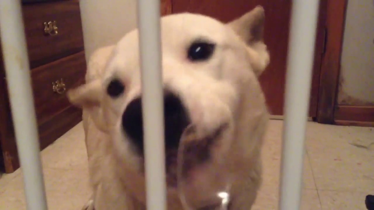 Asmr #3 Dog eating peanut butter