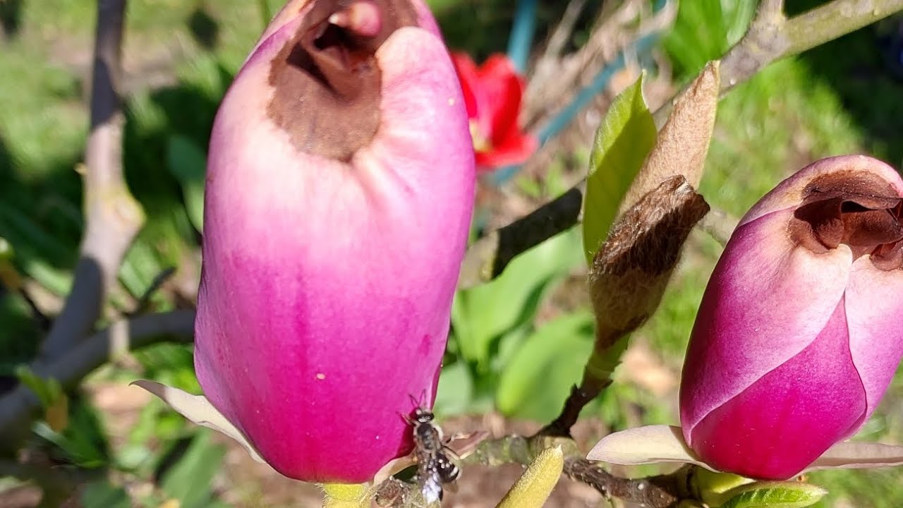 Jak rozpoznać mrozoodporną magnolię - obejrzyj zanim kupisz