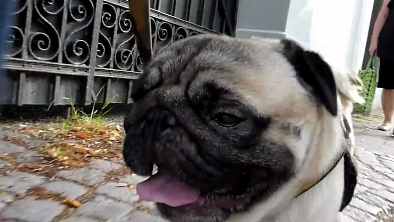 Pugs breathe weird
