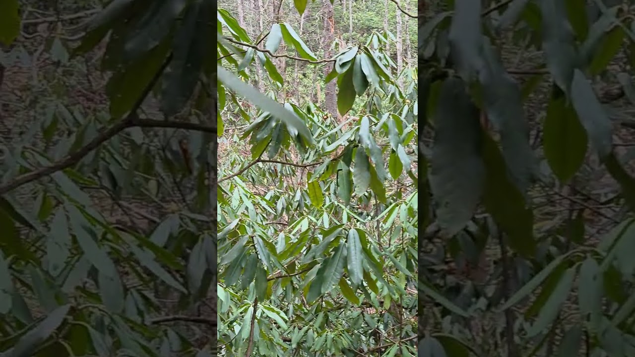 Forgotten Graves of Elkmont | Smoky Mountains History