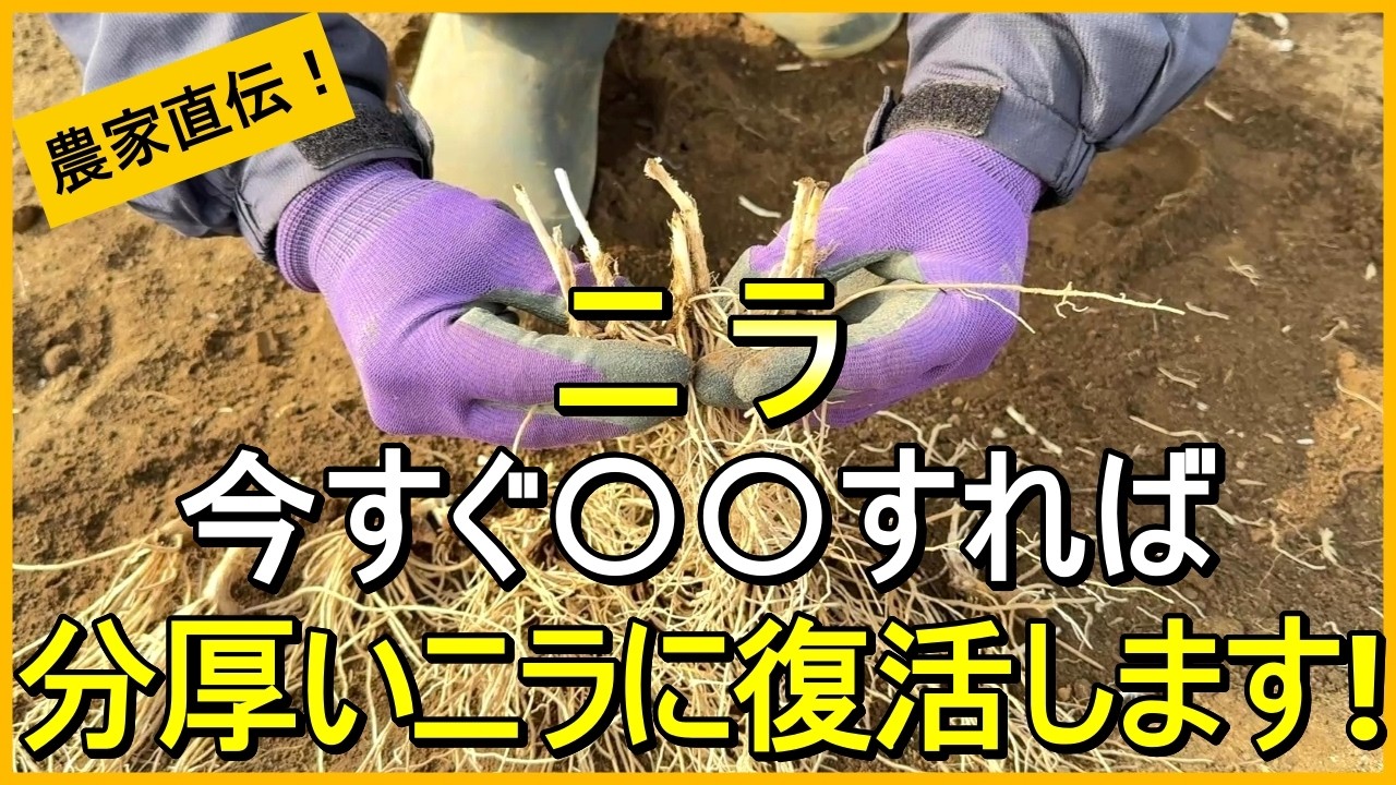 【ニラ栽培】誰でも簡単！無限に増やす株分けのコツ【有機農家直伝！無農薬で育てる家庭菜園】　26/2/24