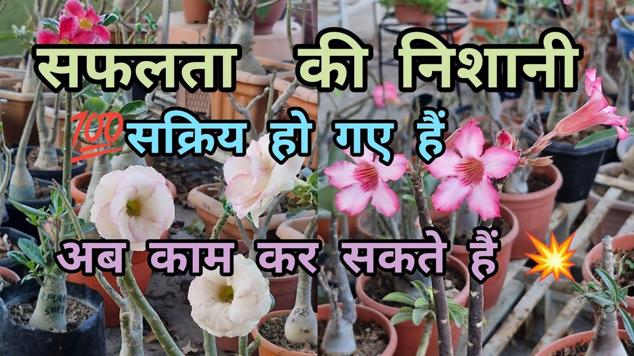 After 15 February Best Time For ADENIUM PLANTS REPOTTING, BRANCH PRUNING, ROOT TRAIN, ROOT PRUNING 💯