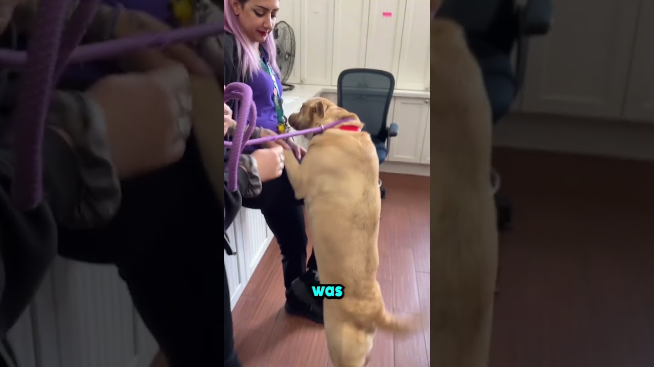 this dog was so happy after getting adopted