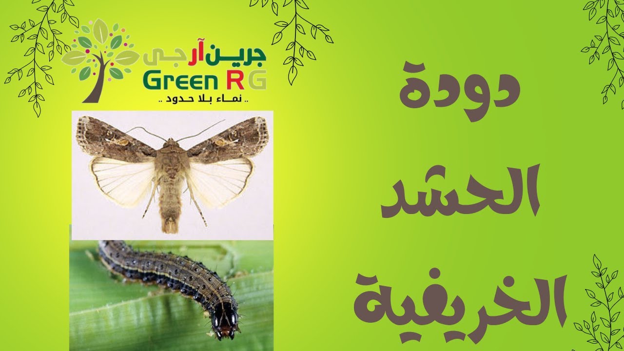 مكافحة اخطر الافات الحشرية | دودة الحشد الخريفية | علاجها | المبيدات المستخدمة للقضاء عليها