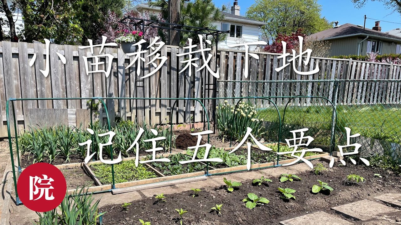 【彬彬有院】种•623《如何移栽小菜苗》，5个必须注意的要点以及一个很重要的自己的体会//西葫芦，西红柿/番茄，灯笼椒和茄子移苗示范//茄子和灯笼椒/辣椒能种在一起吗？移植前的小苗是否需要浇水？