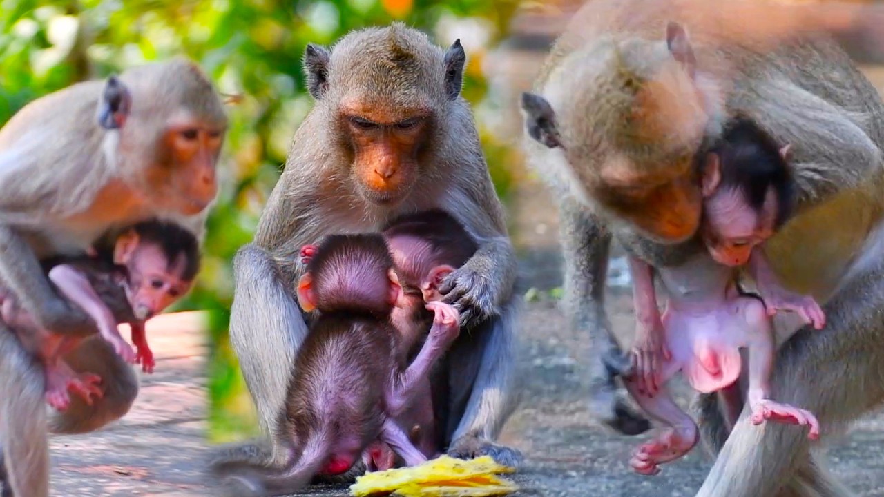 Super Cute A Movements Of Newborn Baby Monkey With Mom Take Care