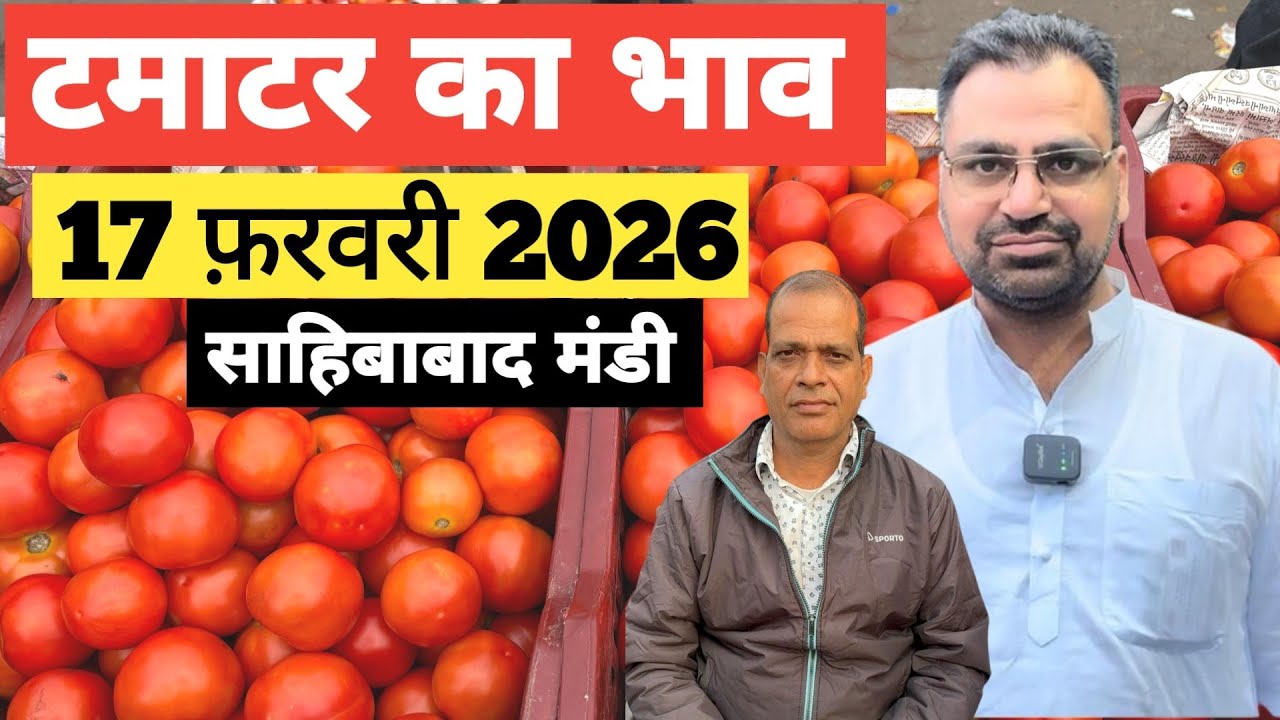 17 February 2026 🍅टमाटर का भाव साहिबाबाद मंडी |today tomato rates in sahibabad mandi delhi NCR 