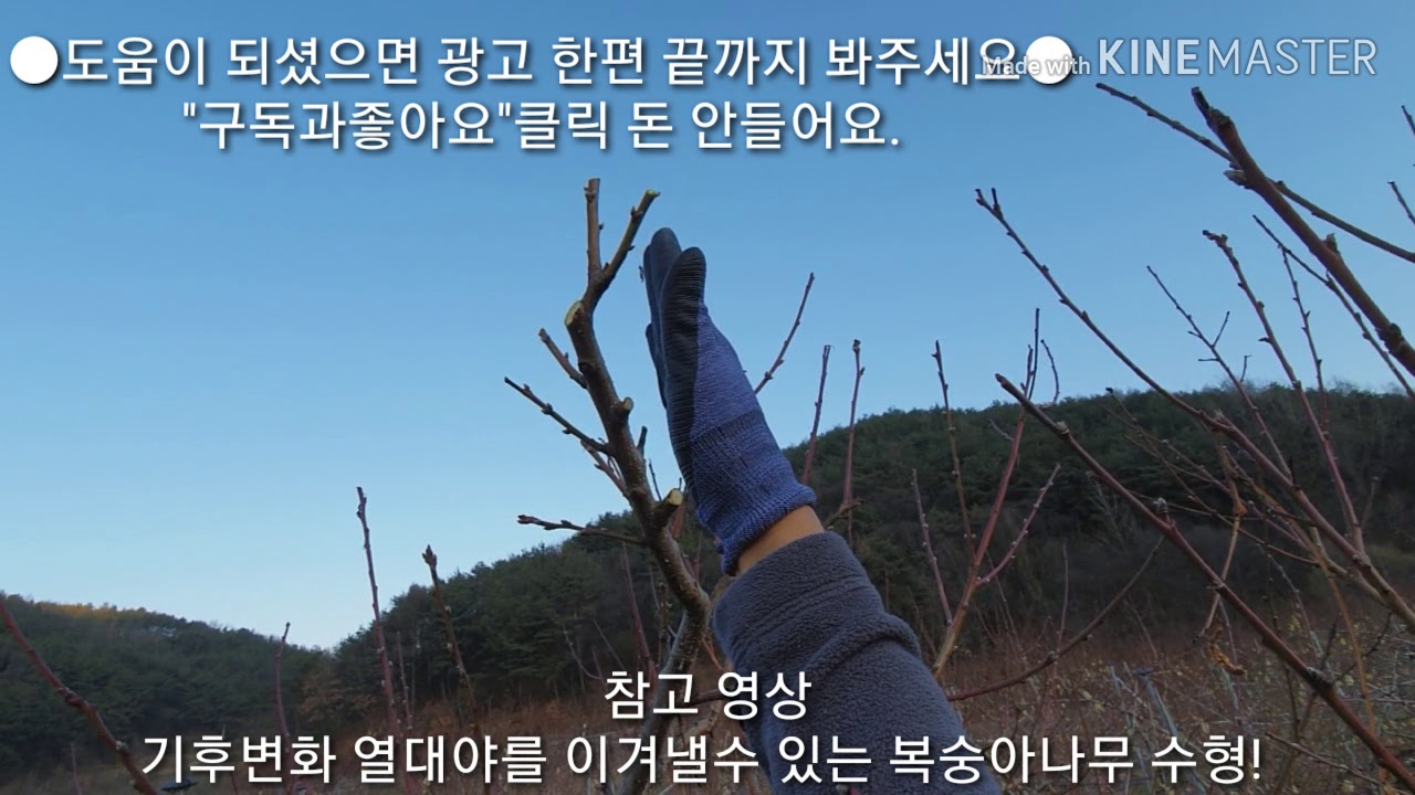아무도 가르쳐 주지않는 복숭아성목주지45도 마감(끝)전지,전정,가지치기/Poda del árbol de durazno, poda/Персиковое дерево основная о