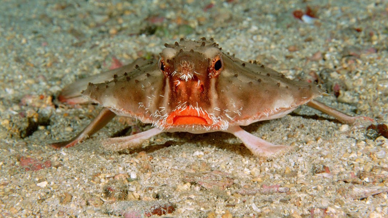 This is The WEIRDEST Fish I&rsquo;ve Seen - Red Lipped Batfish