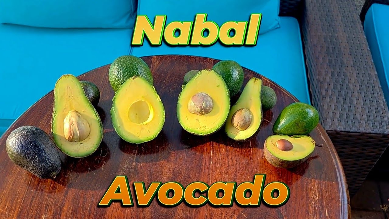 Набал 🥑Авокадо🥑 Пробный тест и тост