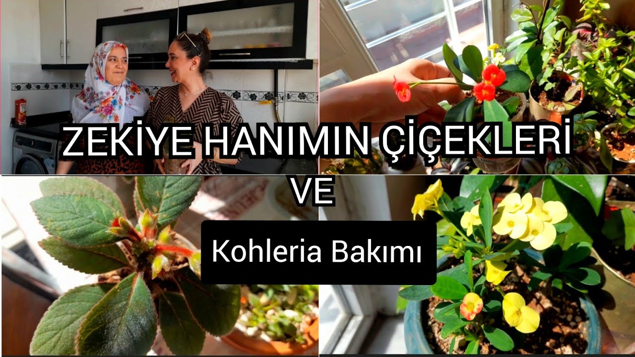 УХОД ЗА ЦВЕТАМИ И КОЛЕРОЙ Ms. ZEKİYE'S  🌺#уход за цветами