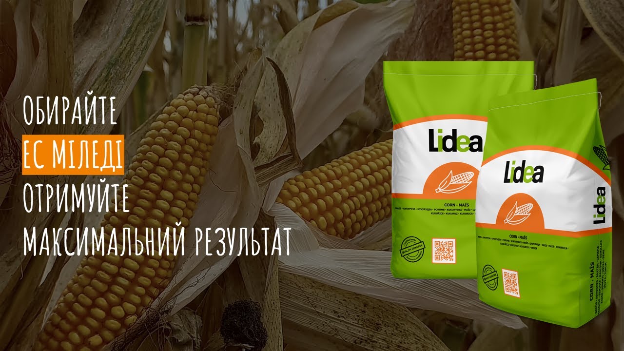 ЕС Міледі - гібрид кукурудзи Lidea