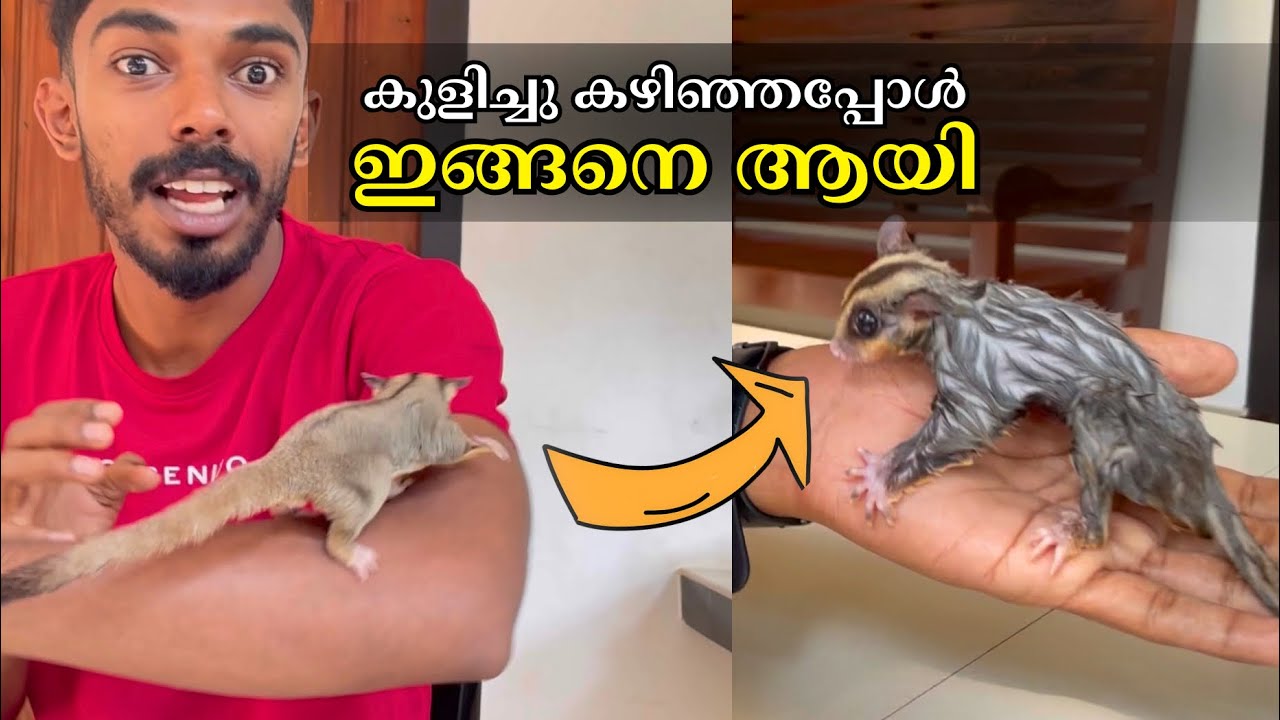കുളിച്ചു കഴിഞ്ഞപ്പോൾ ഇങ്ങനെ ആയി😲 Sugar Glider Bathing 🐿️🛁🧼