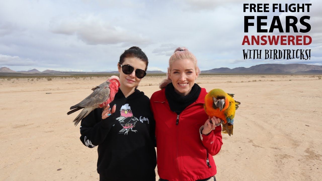 😱The Dangers of Free Flight | TOP 5 FREE FLIGHT QUESTIONS ANSWERED
