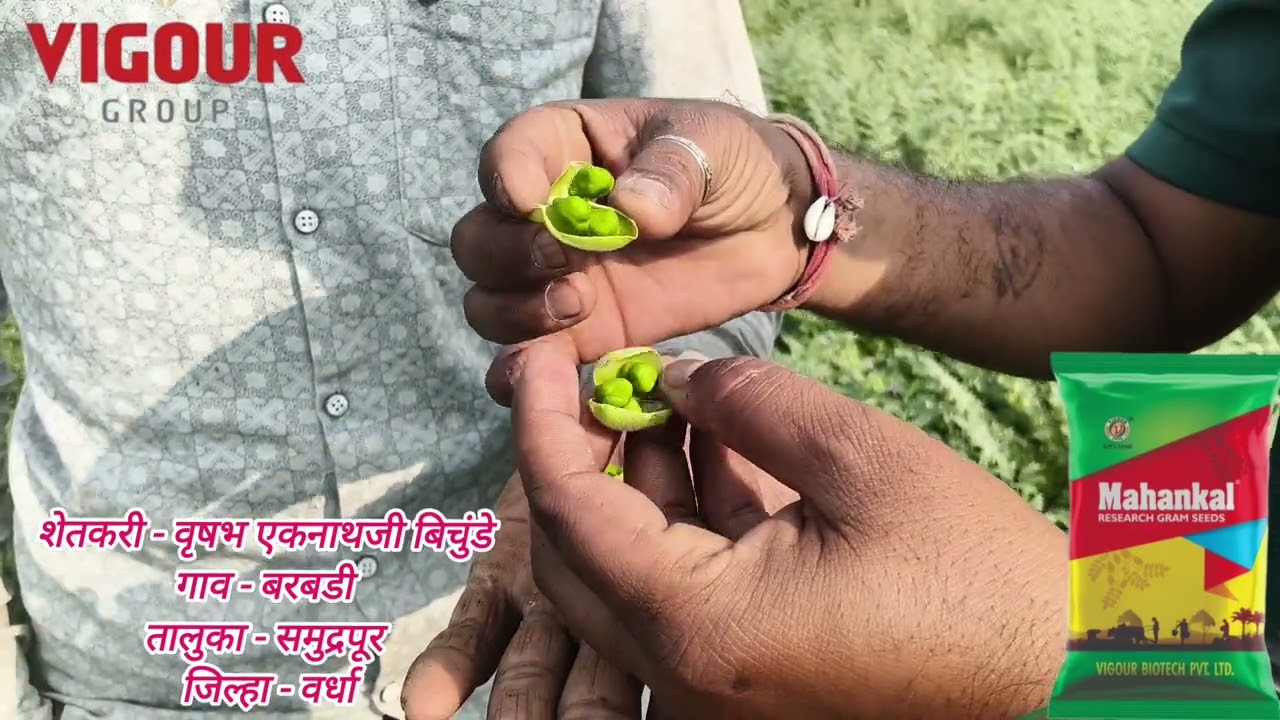 चणा महाकाल,#शेतकरी#शेती#चणा#हरबरा#vigourbiotech#highyilding#रिसर्च#agrifuture#agriculture 