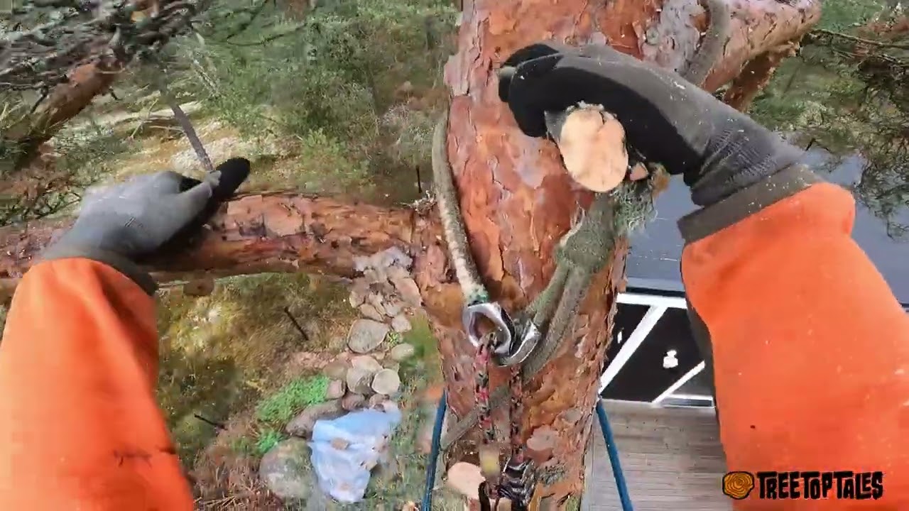 Climbing & Cutting Down A Leaning PineTree 🪓🌳