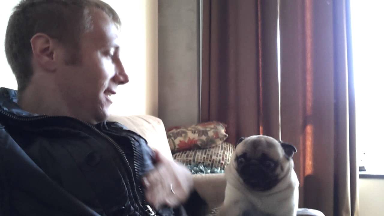 What It's Like Coming Home To A Pug