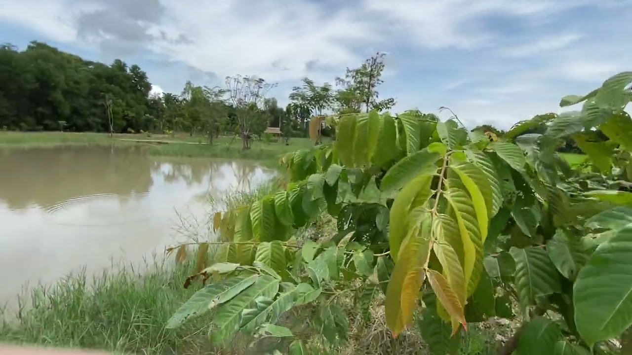 11Sep2565 เดินรอบสวน2ไร่