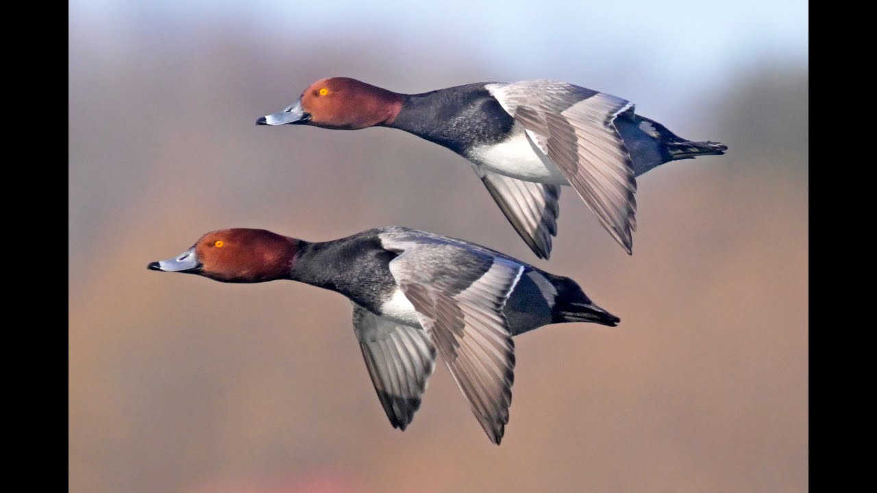 The Redhead Duck