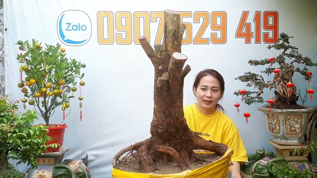 Cây cảnh đẹp Giá hữu nghị giao lưu Ngày 25/2 @LH:#0907.529.419 