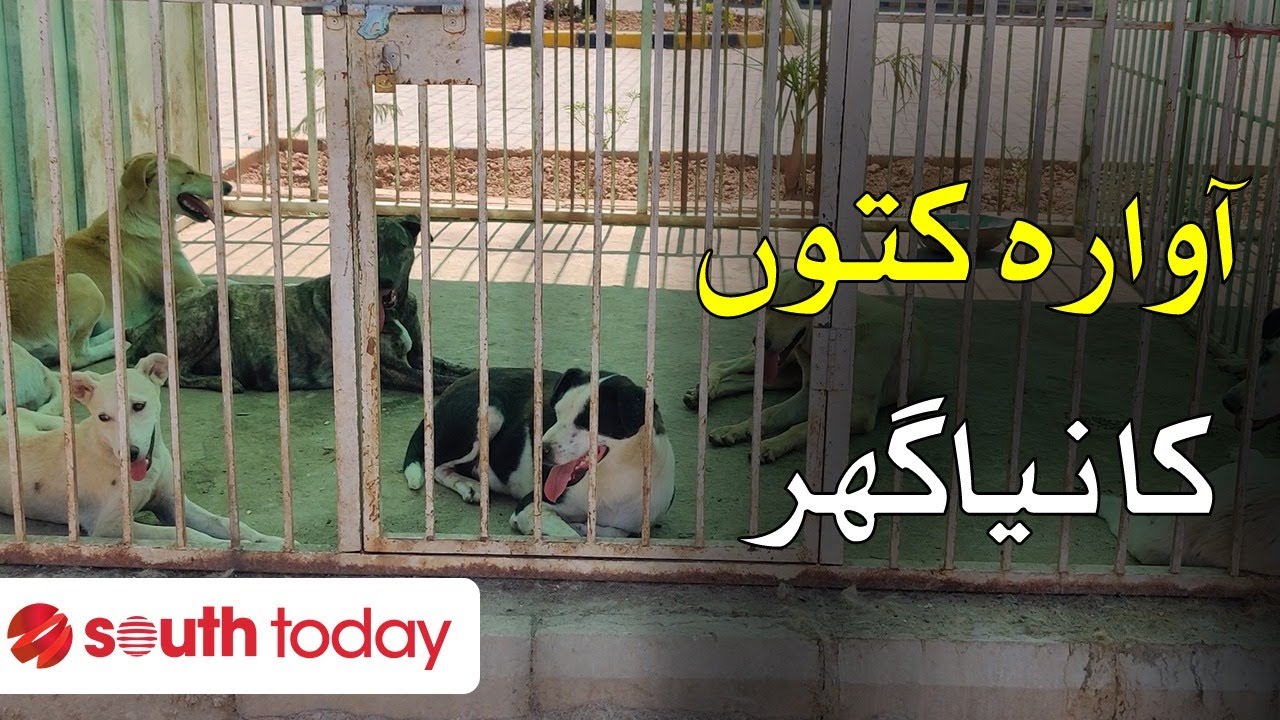 Animal Rescue In Pakistan: CDA Establishes Pakistan&rsquo;s First Stray Dog Care Centre In Islamabad
