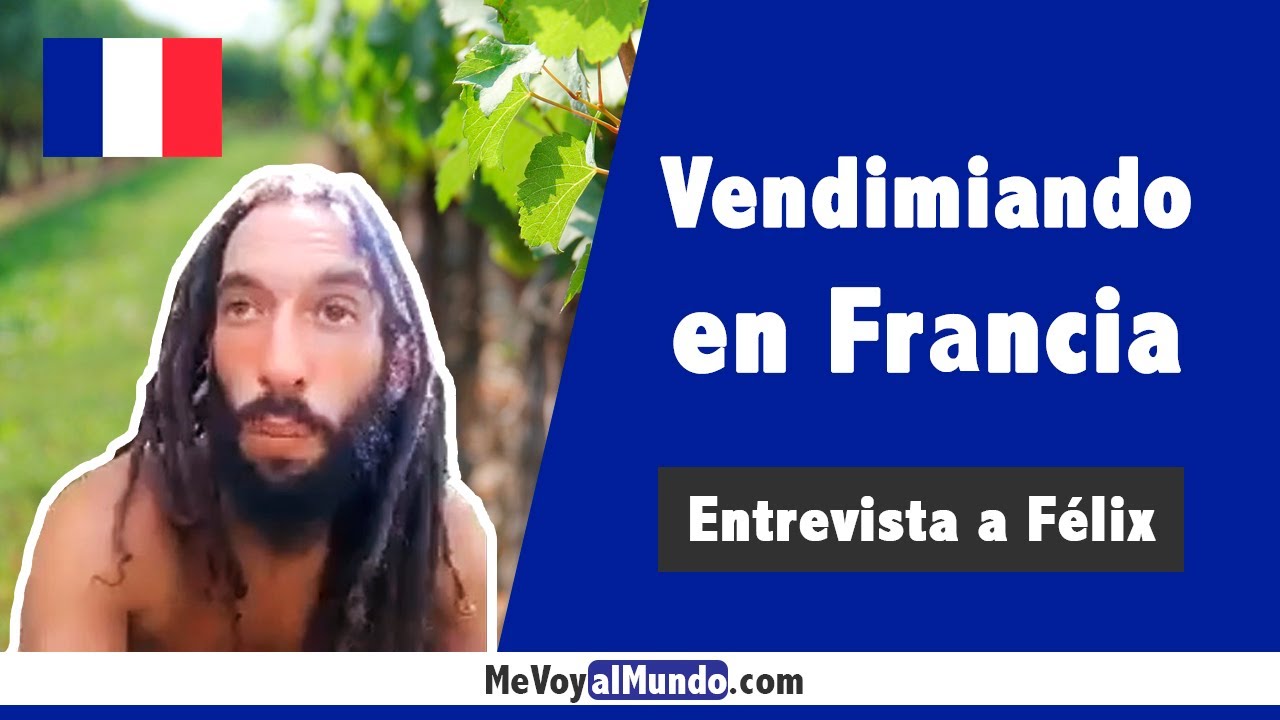 Trabajando en la vendimia en Francia