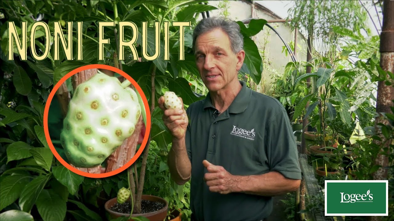 Noni Fruit ~ How to Grow and Care for the Noni Fruit Plant