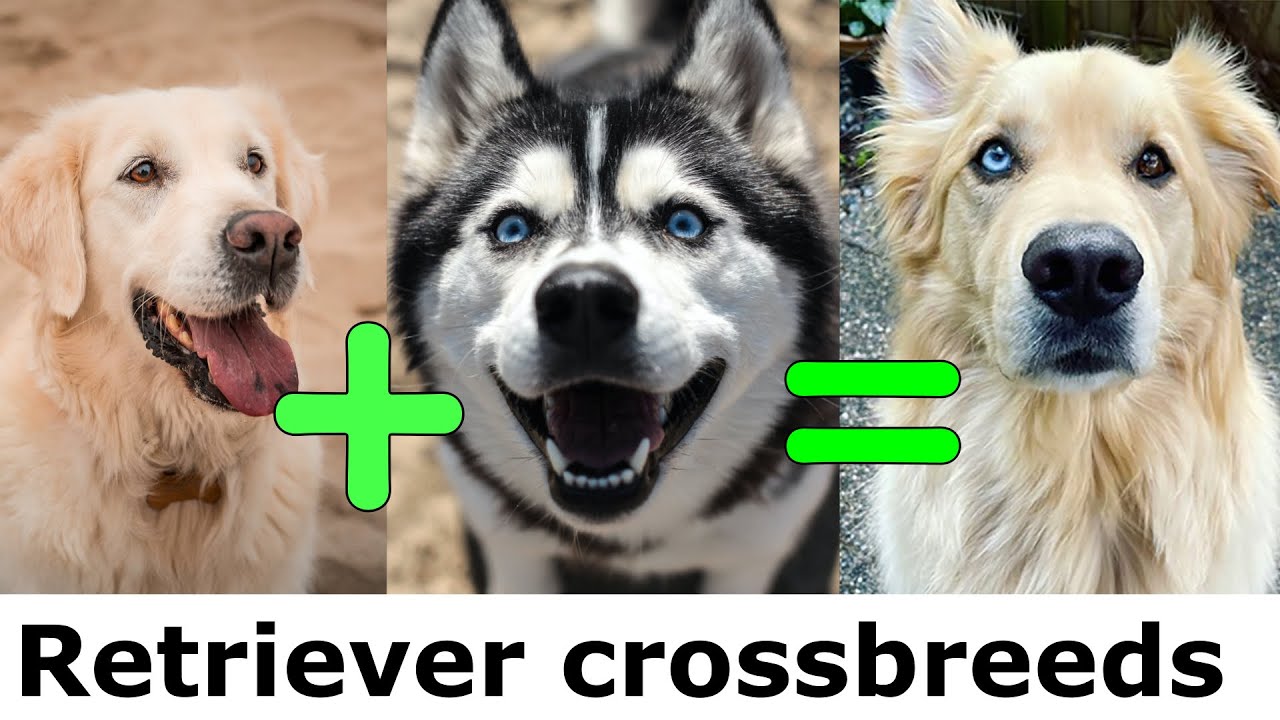 Golden Retriever mix breeds:  20 Lovable Golden Retriever mix Dogs For Every Family!
