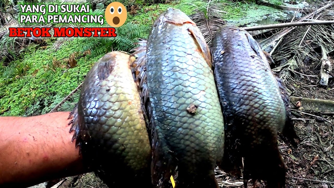 SITUASI YANG DI SUKAI PARA PEMANCING BETOK MONSTER