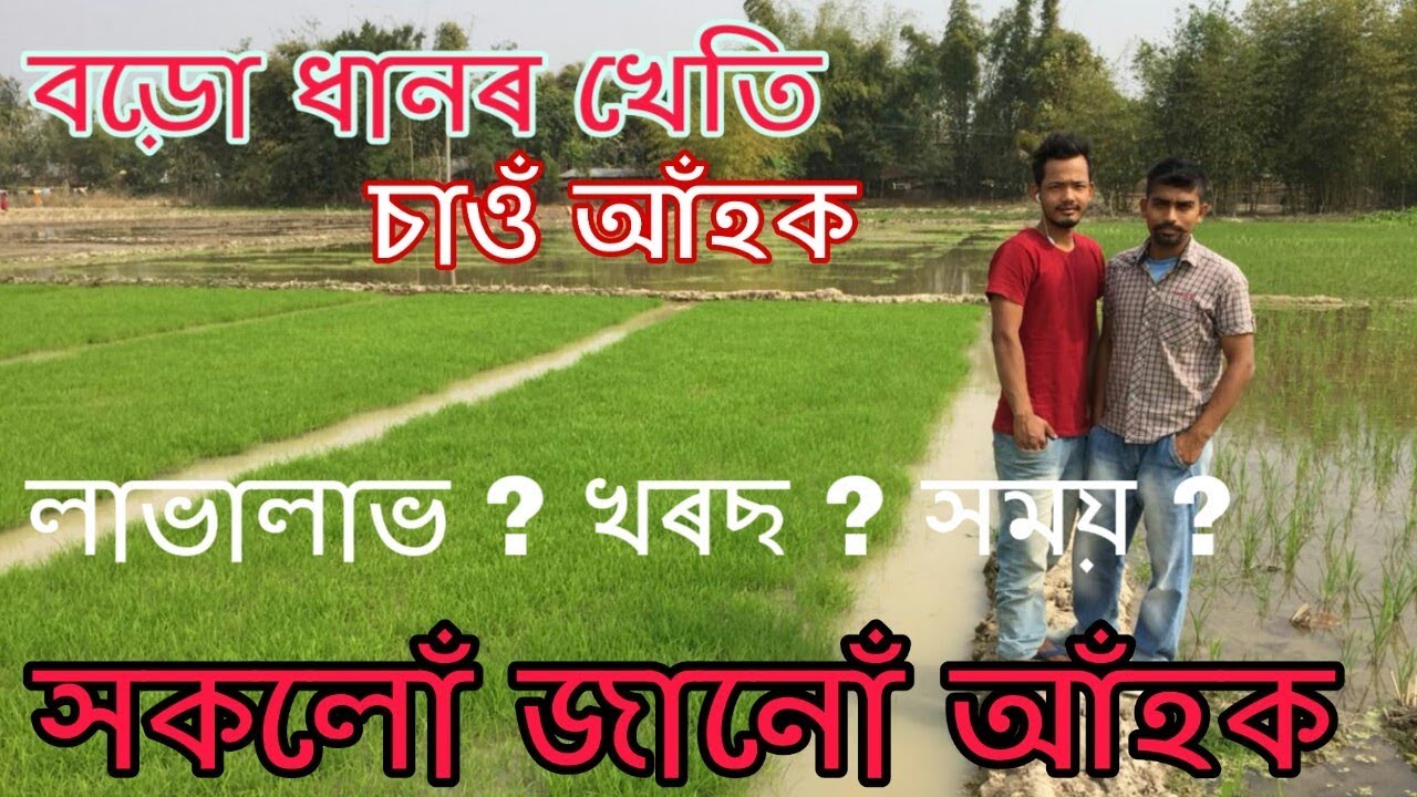 বড়ো ধানৰ খেতি চাওঁ আঁহক । লাভালাভ ? Boro or summer rice cultivation in Assam / Boro rice field