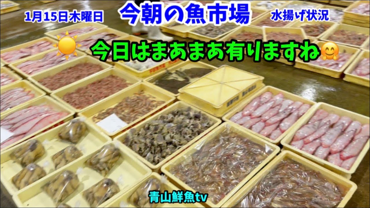 【有りますね🐟】今朝の魚市場1月15日木曜日の水揚げ状況