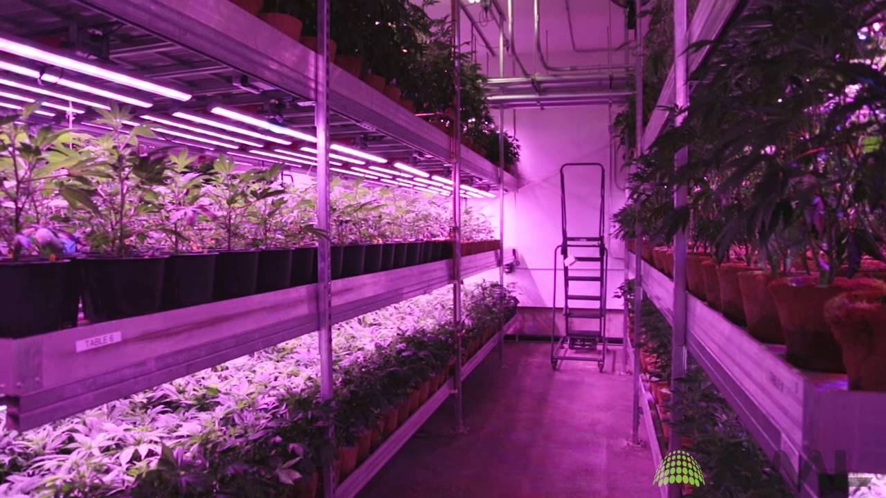 Cannabis Vertical Farm with LED Grow Lights from BML Horticulture