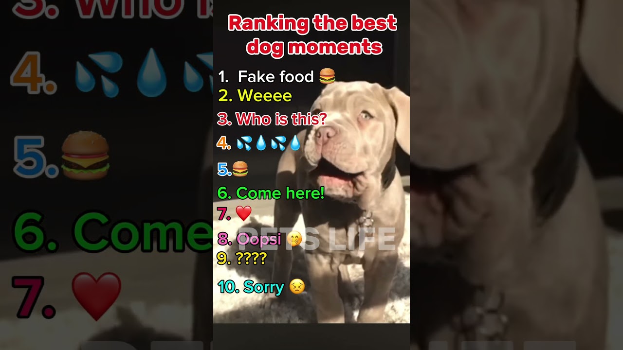 Ranking the best dog moments 🤭 