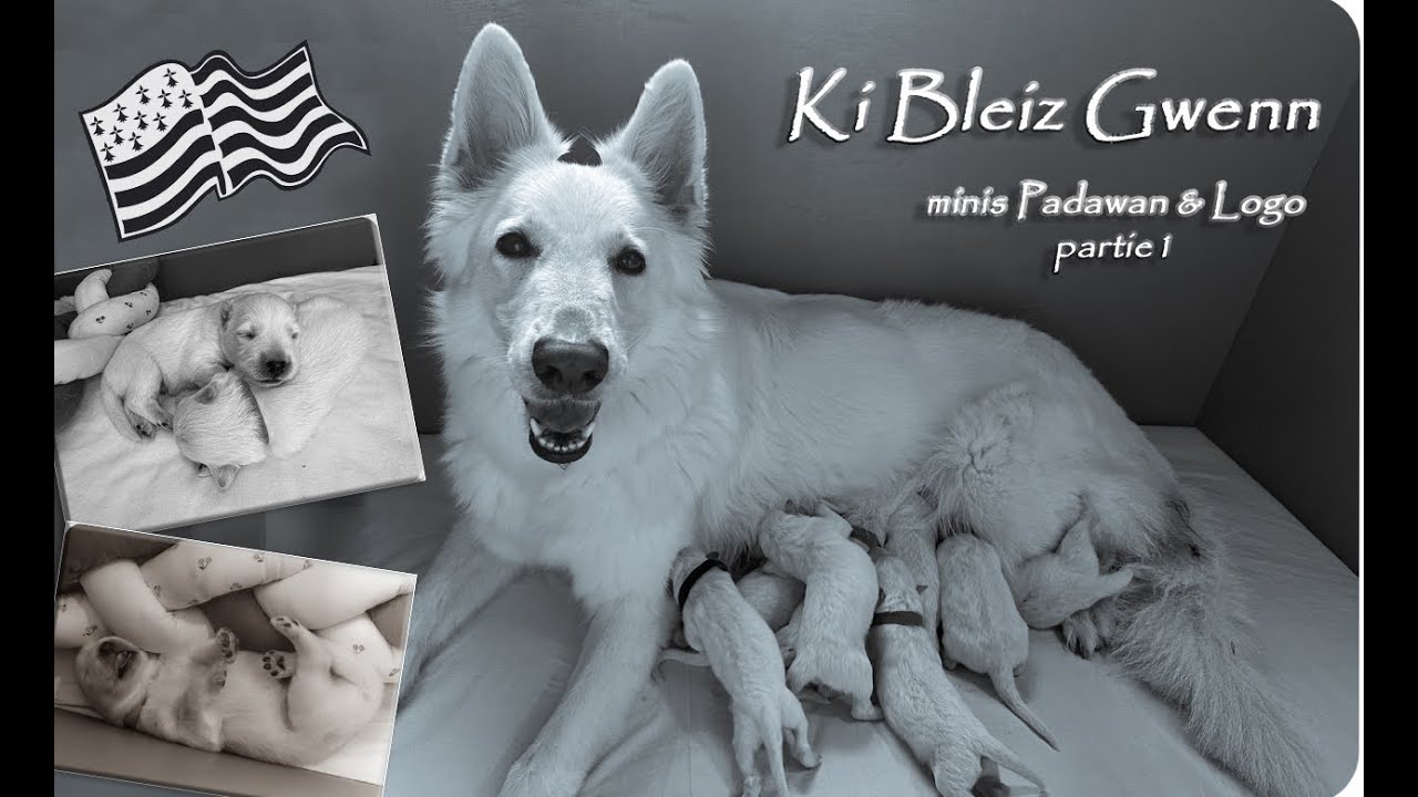 Ki Bleiz Gwenn - Berger Blanc Suisse minis Padawan & Logo - partie 1