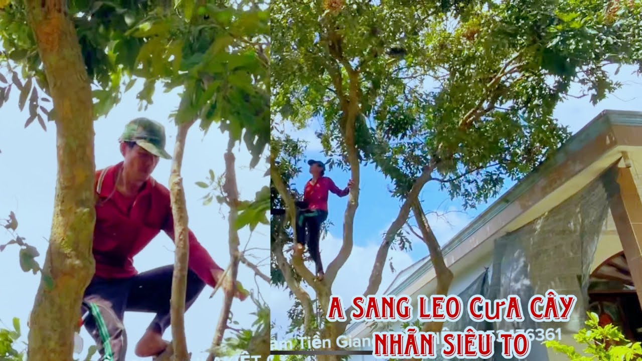 A sang A Kiệt cưa Cây nhãn khủng sát vách nhà 