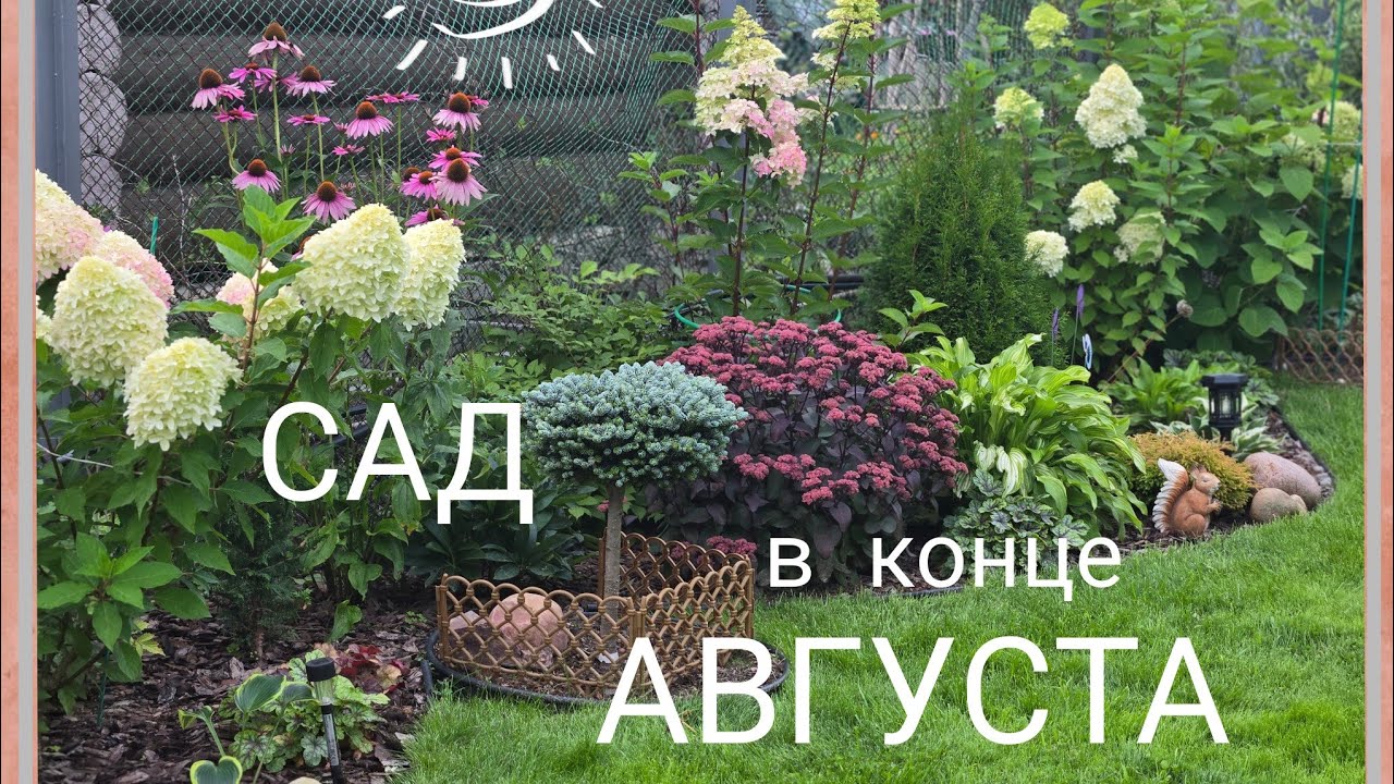 САД  в конце АВГУСТА! Красота в гортензиях!🌺Обзорная прогулка.