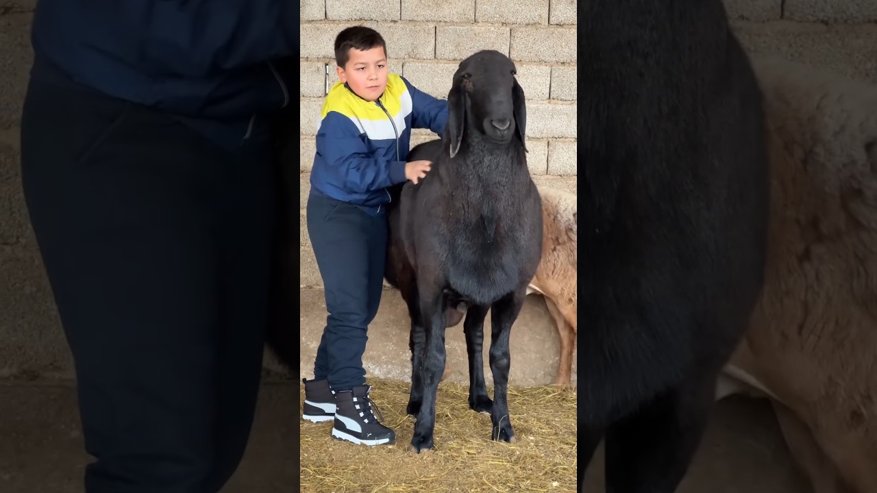Ото МОЩНЫЙ Кочкор 😲👏💰 Ар бириниздер кой багыныздар береке бар #арашанская_порода