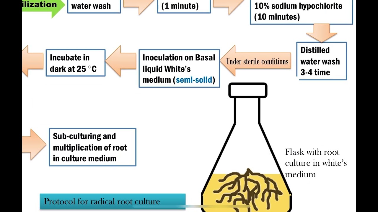 Root culture