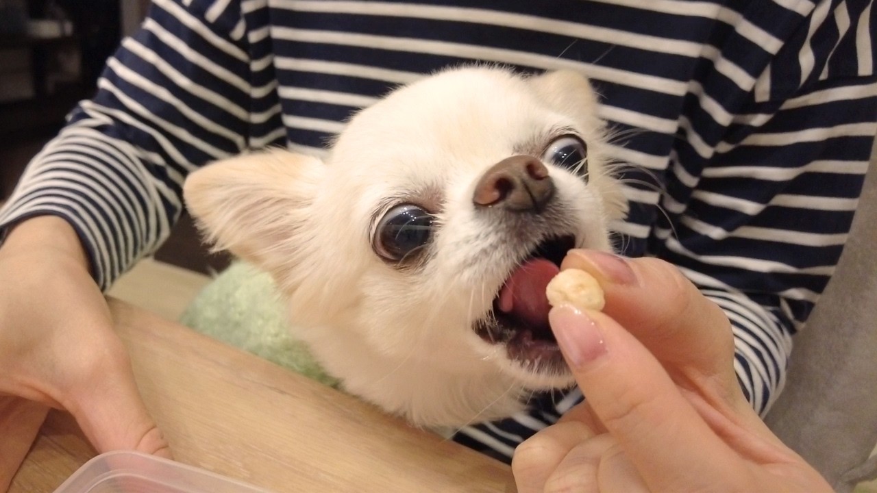 ごはんの後でも夜食は別腹！食べる勢いが止まらない箱入り娘チワワ