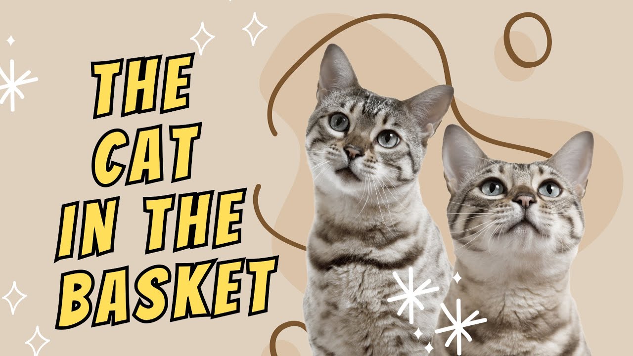 The Cat In The Basket | ISKCON Kolkata