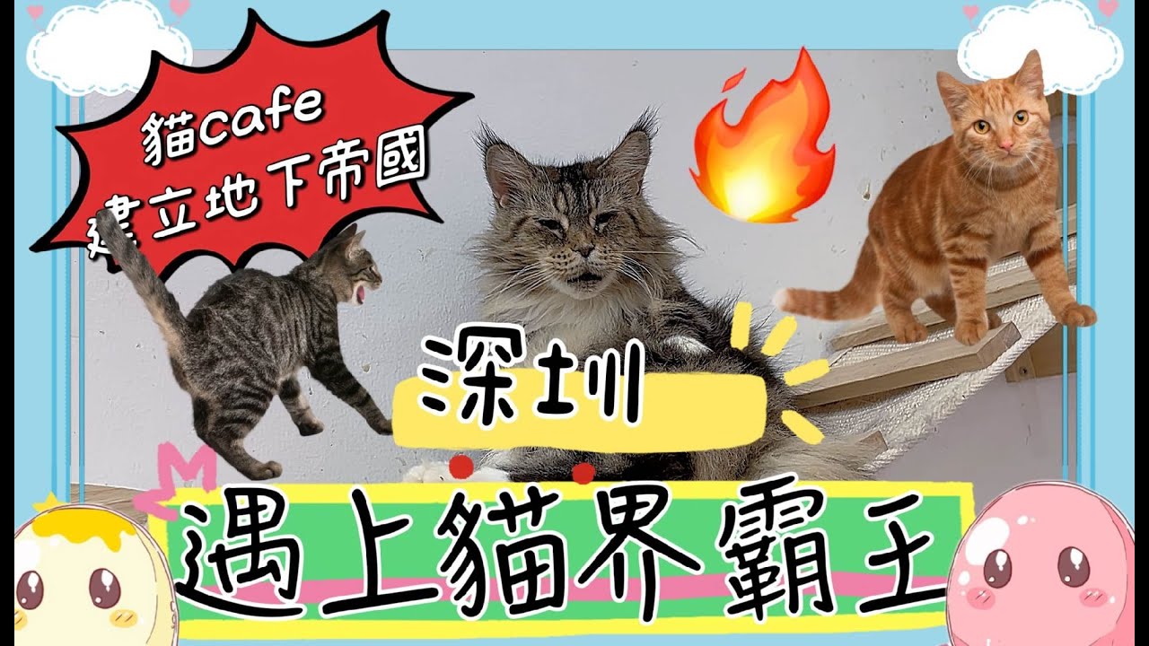 【即日來回】深圳好去處 2024｜深圳居然有貓貓Cafe？｜地理位置方便｜會展中心站｜深圳一日遊｜深圳景點｜【黐住玩系列】｜假期好去處