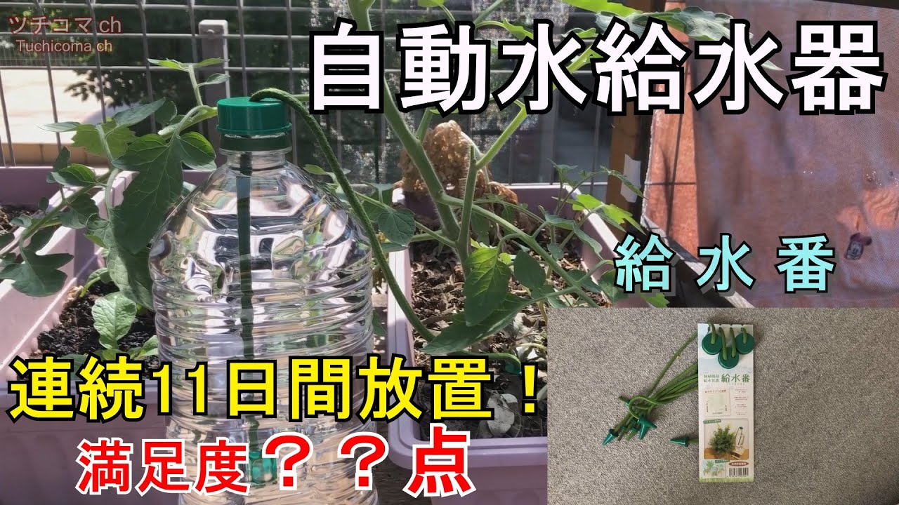 給水番(自動水やり器)レビュー/11日間放置