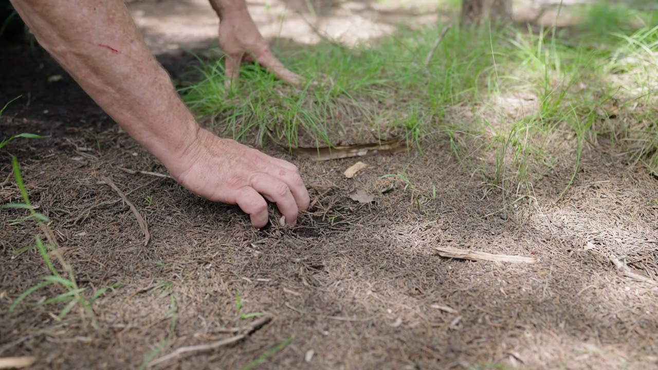Ashe Juniper's Role in the Water Cycle