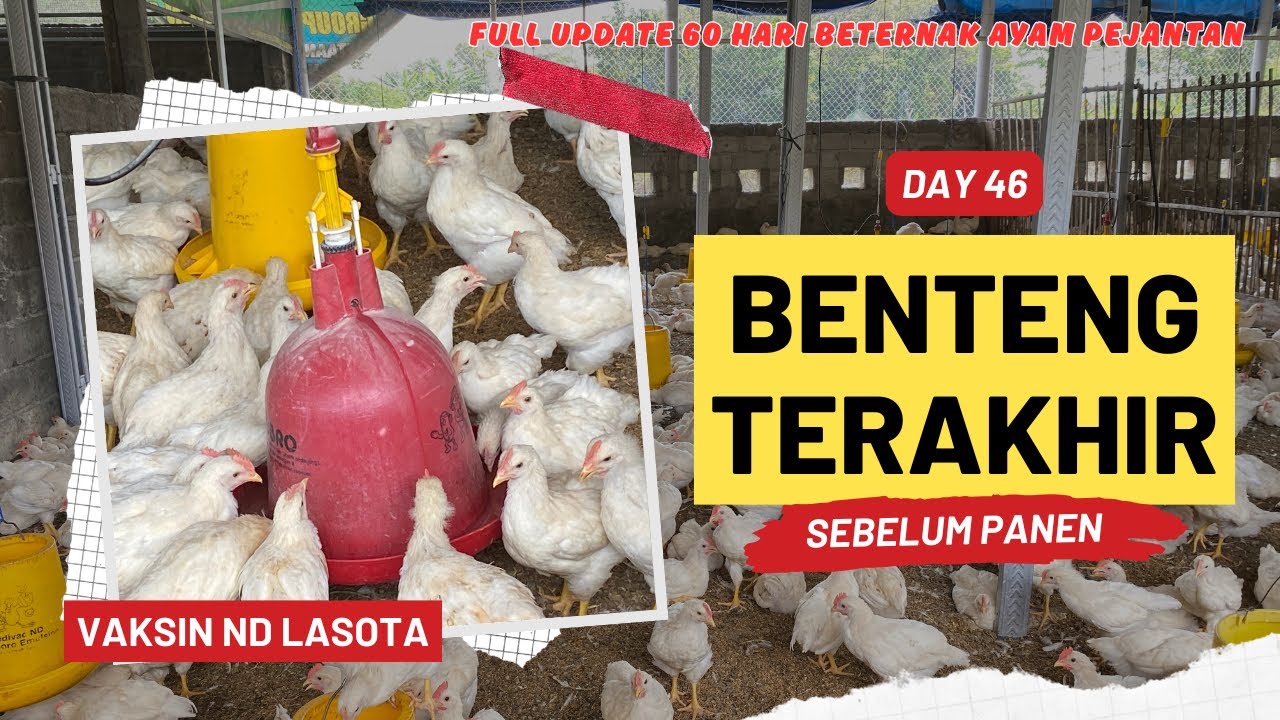 DAY 46 - VAKIN ND LASOTA UNTUK AYAM PEJANTAN