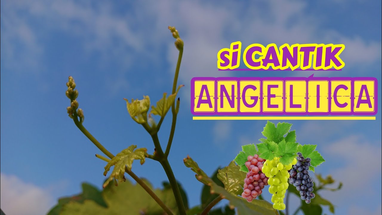 ANGGUR ANGELICA | PERSIAPAN PEMBUAHAN‼️🔥🍇🍇