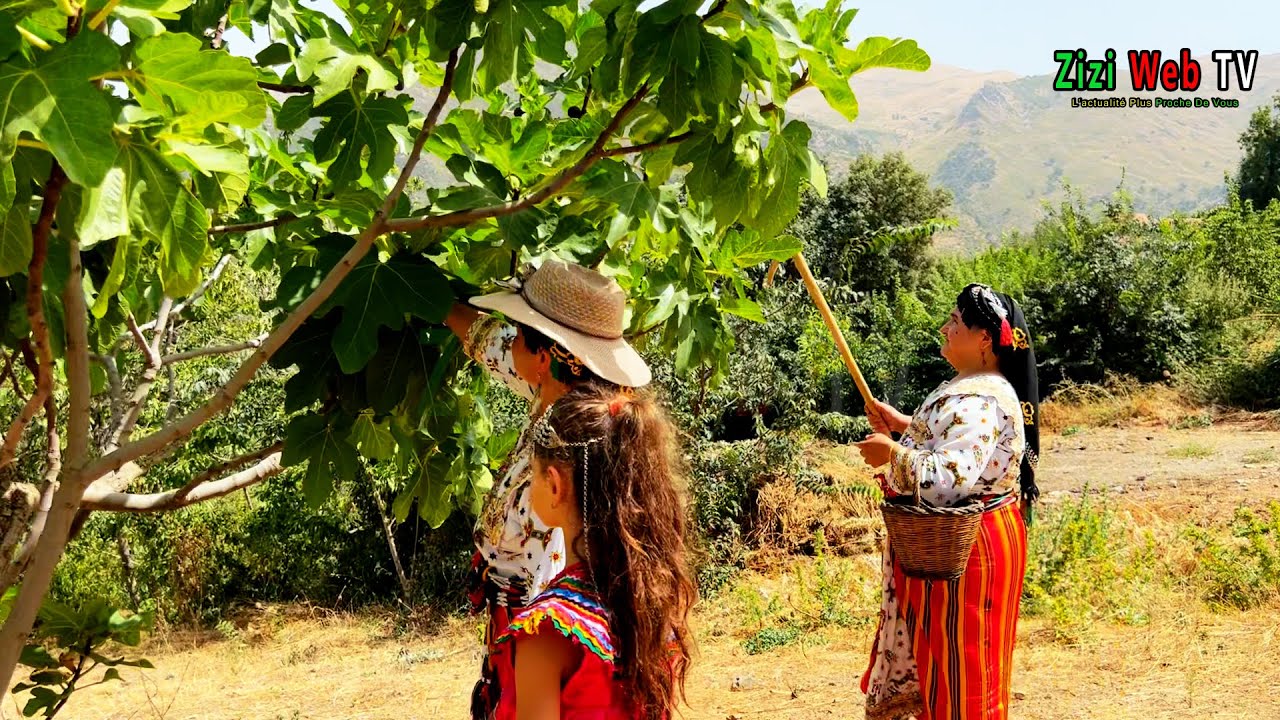 Démonstration De La Cueillette Des Figues Par Les Braves Femmes Du Village "Lemsella" à Tizi-Ouzou …