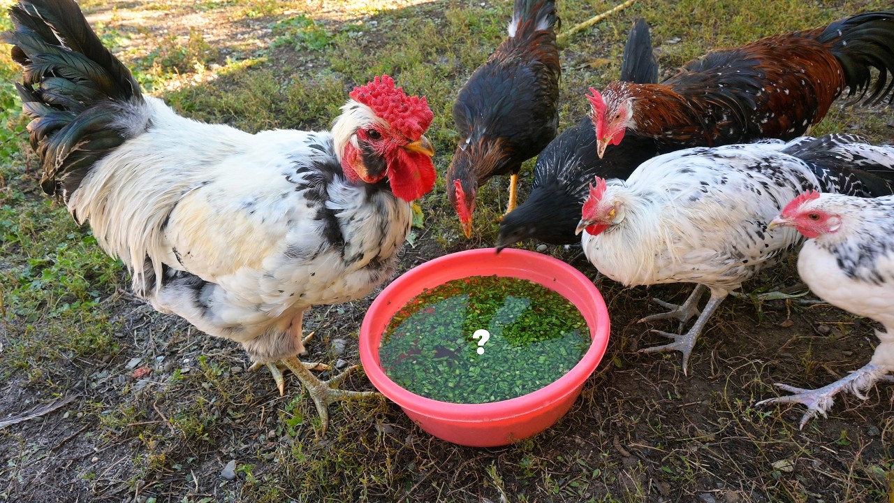 Natural Chicken Remedy Vascular Herb for Chicken Care in Winter - Egg Harvest - Chicken Farm Chores