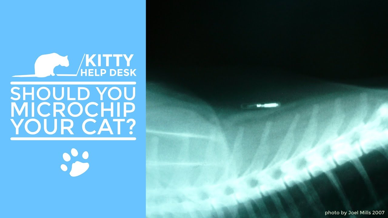 Should You Microchip Your cat?