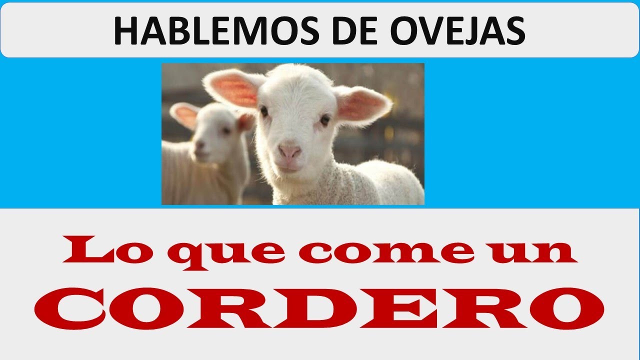 ¿De qué se alimenta un cordero?